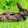 Black Rabbit Diamond Painting