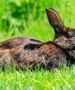 Black Rabbit Diamond Painting