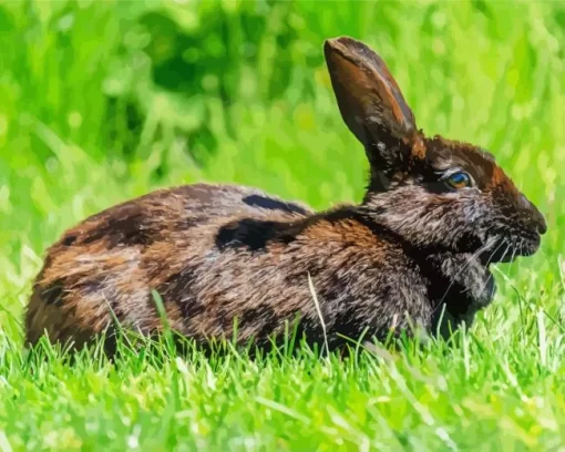 Black Rabbit Diamond Painting