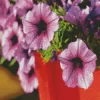 Blooming Petunia Diamond Painting