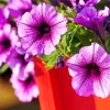 Blooming Petunia Diamond Painting