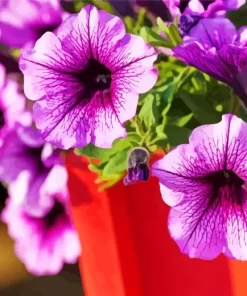 Blooming Petunia Diamond Painting