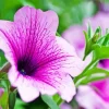 Blooming Petunia Flower Diamond Painting