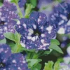 Blooming Blue Petunia Diamond Painting