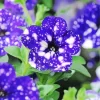 Blooming Blue Petunia Diamond Painting