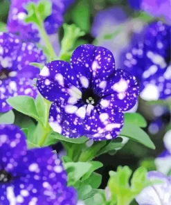 Blooming Blue Petunia Diamond Painting