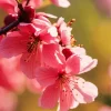 Blossom Of The Cherry Tree Diamond Painting