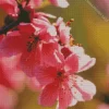 Blossom Of The Cherry Tree Diamond Painting