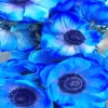 Blue Anemone Diamond Painting