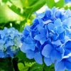 Blue Hydrangea Macrophylla Diamond Painting