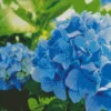 Blue Hydrangea Macrophylla Diamond Painting