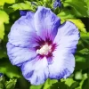 Blue Perennial Hibiscus Diamond Painting