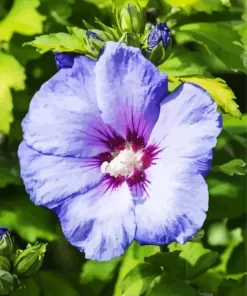 Blue Perennial Hibiscus Diamond Painting