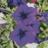 Blue Petunia Diamond Painting