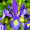 Blue And Yellow Dutch Iris Diamond Painting