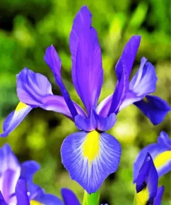 Blue And Yellow Dutch Iris Diamond Painting