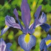 Blue And Yellow Dutch Iris Diamond Painting