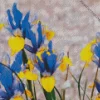 Blue And Yellow Iris Diamond Painting