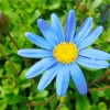 Blue Daisy Close Up Diamond Painting