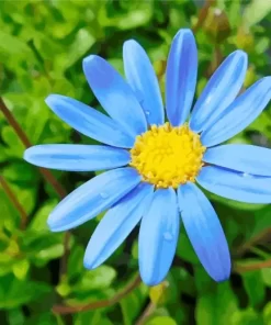 Blue Daisy Close Up Diamond Painting