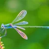 Blue Dragonfly Diamond Painting