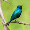 Blue Eared Starling Kenya Diamond Painting