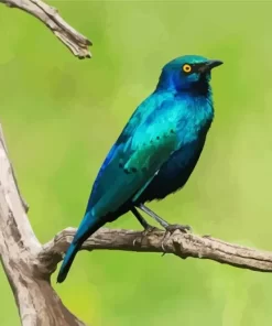 Blue Eared Starling Kenya Diamond Painting