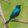 Blue Eared Starling Kenya Diamond Painting