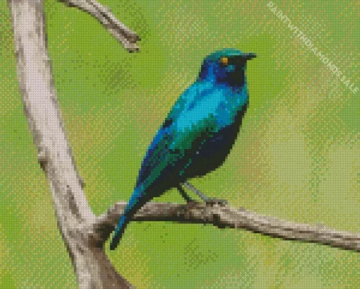 Blue Eared Starling Kenya Diamond Painting