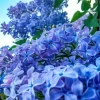 Blue Lilacs Diamond Painting