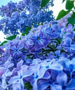 Blue Lilacs Diamond Painting