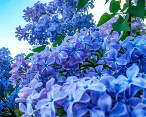 Blue Lilacs Diamond Painting