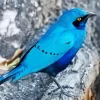 Blue Starling Close Up Diamond Painting