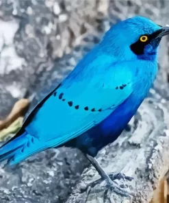 Blue Starling Close Up Diamond Painting