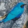 Blue Starling Close Up Diamond Painting