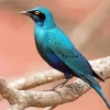 Blue Starling On Branch Diamond Painting