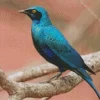 Blue Starling On Branch Diamond Painting