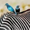 Blue Starling Pair Diamond Painting