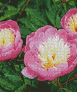 Bowl Of Beauty Peonies Diamond Painting