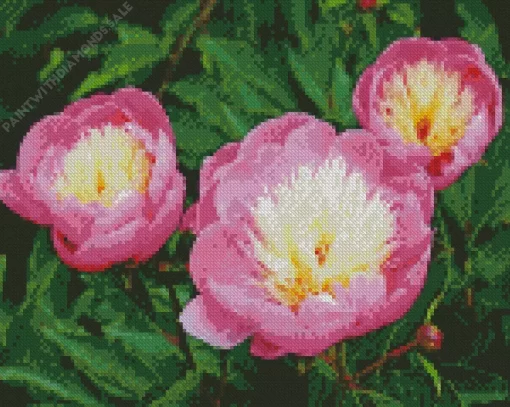 Bowl Of Beauty Peonies Diamond Painting