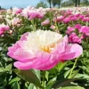 Bowl Of Beauty Peony Diamond Painting