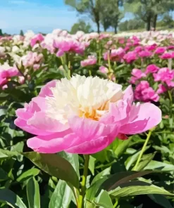 Bowl Of Beauty Peony Diamond Painting