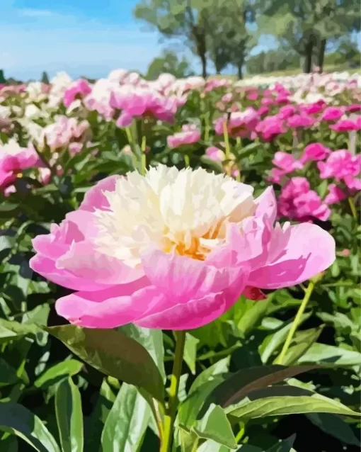 Bowl Of Beauty Peony Diamond Painting