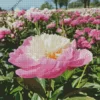 Bowl Of Beauty Peony Diamond Painting