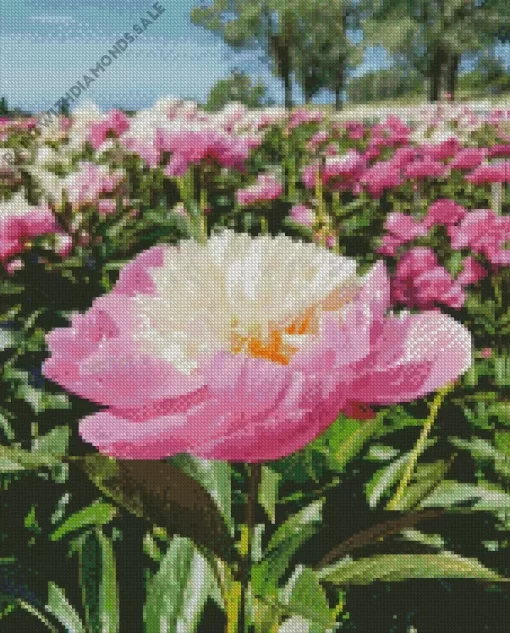 Bowl Of Beauty Peony Diamond Painting