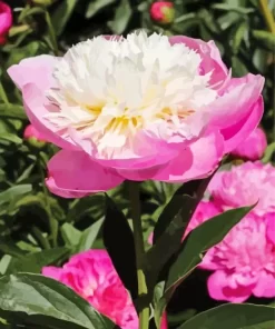 Bowl Of Beauty Peony Flower Diamond Painting