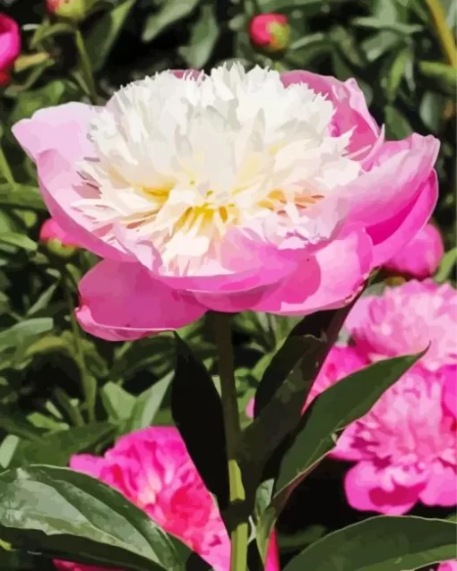 Bowl Of Beauty Peony Flower Diamond Painting