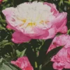 Bowl Of Beauty Peony Flower Diamond Painting