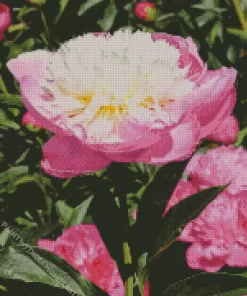 Bowl Of Beauty Peony Flower Diamond Painting