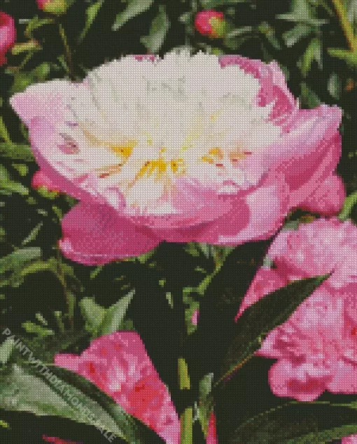 Bowl Of Beauty Peony Flower Diamond Painting